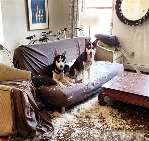 臥室沙發 家裡不能養兩隻狗